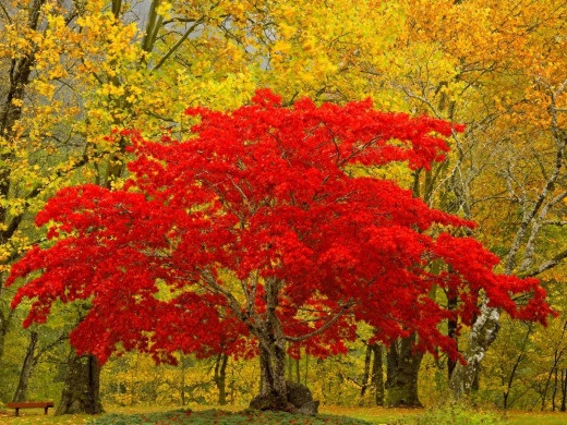 41957 (a): :1600x1200